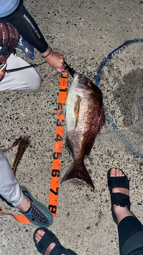 マダイの釣果