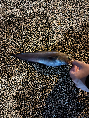 ドンコの釣果