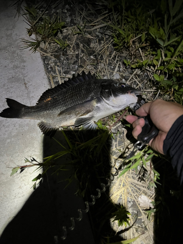 クロダイの釣果