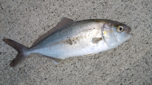 ショゴの釣果