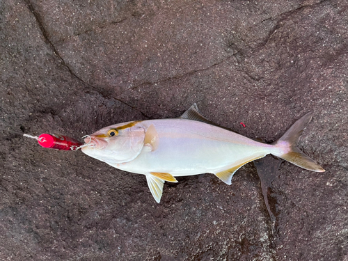 ショゴの釣果