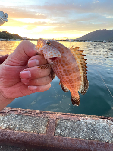 オオモンハタの釣果