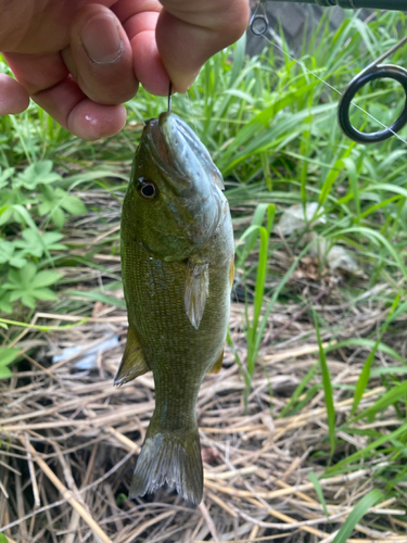 スモールマウスバスの釣果