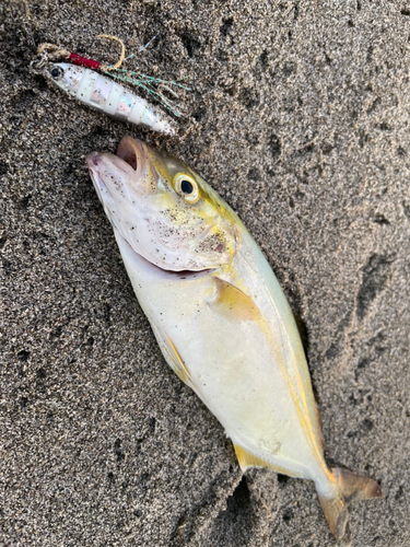 ショゴの釣果