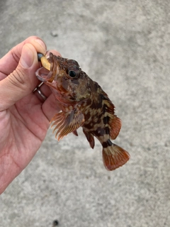 カサゴの釣果