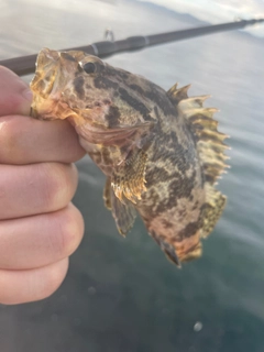 タケノコメバルの釣果