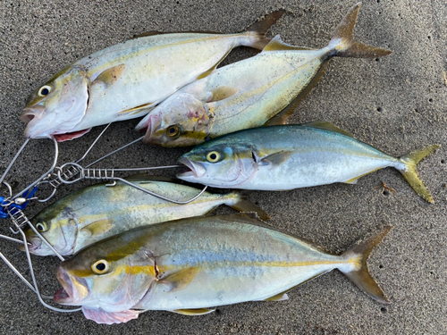 ショゴの釣果