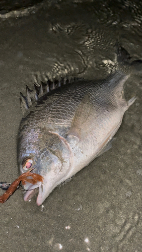 キビレの釣果