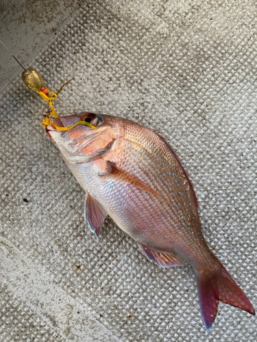 タイの釣果