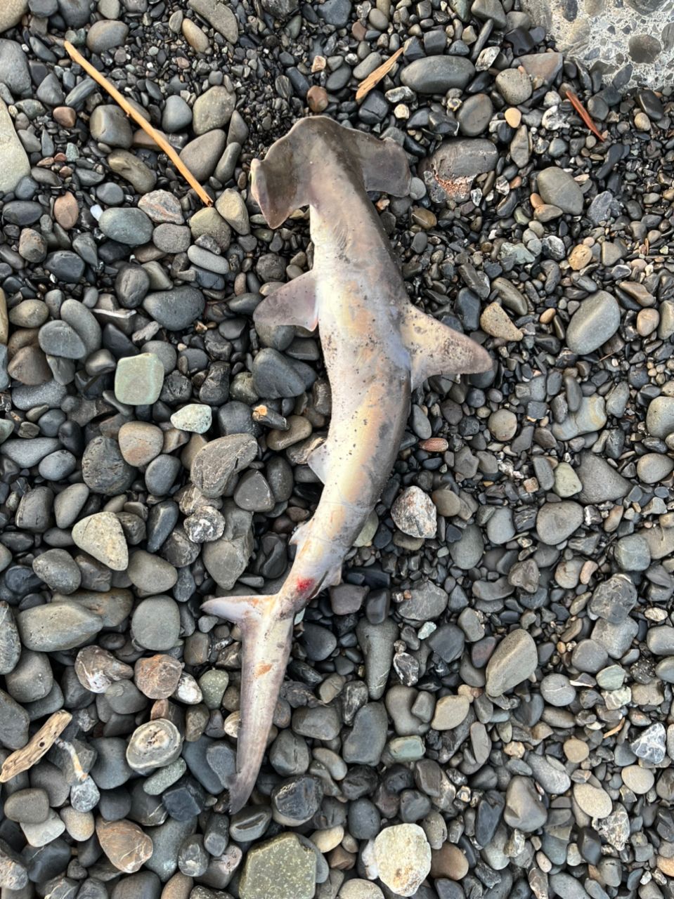 シュモクザメ