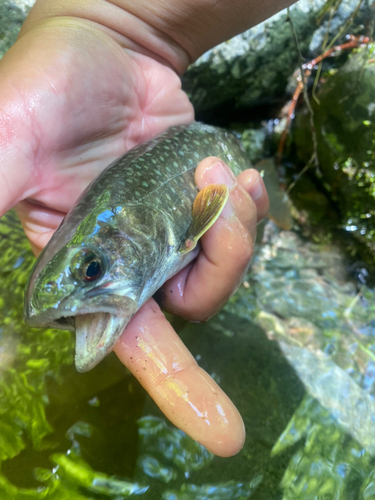 ヤマメの釣果