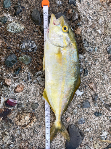 ショゴの釣果