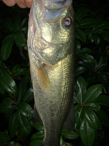 ラージマウスバスの釣果