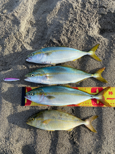 ワカシの釣果