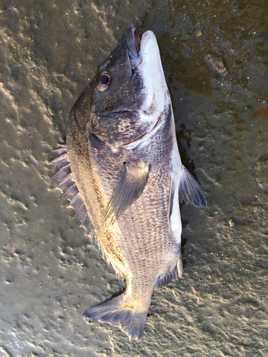 チヌの釣果