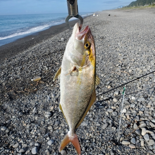 ショゴの釣果