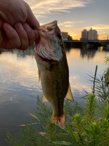 釣果