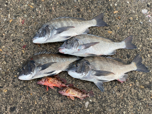 クロダイの釣果