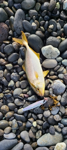 ショゴの釣果