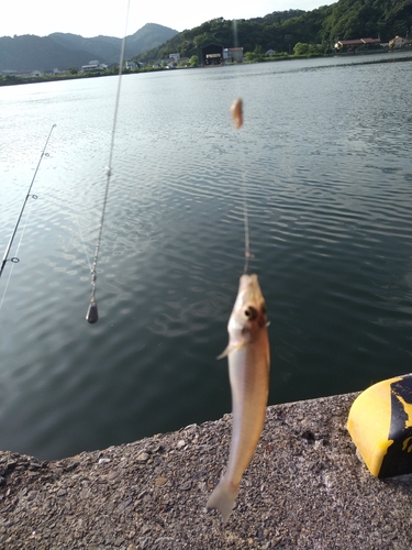 キスの釣果