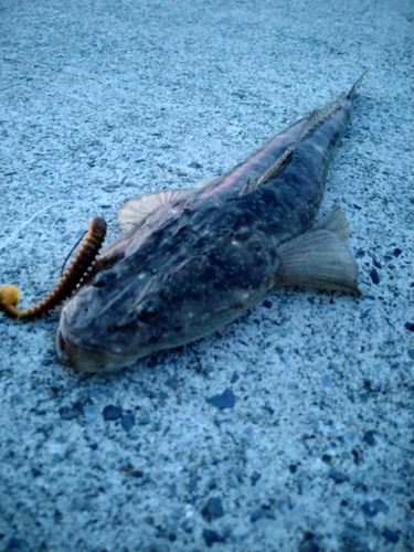 マゴチの釣果