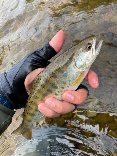 ヤマメの釣果