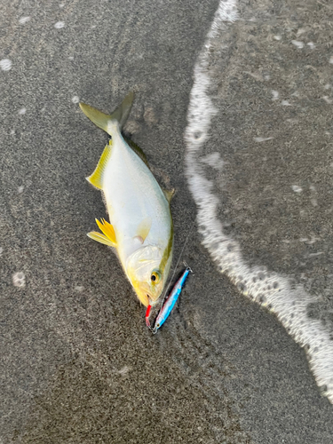 ショゴの釣果