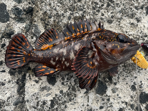 オウゴンムラソイの釣果