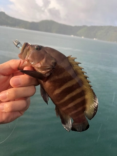 ヤミハタの釣果