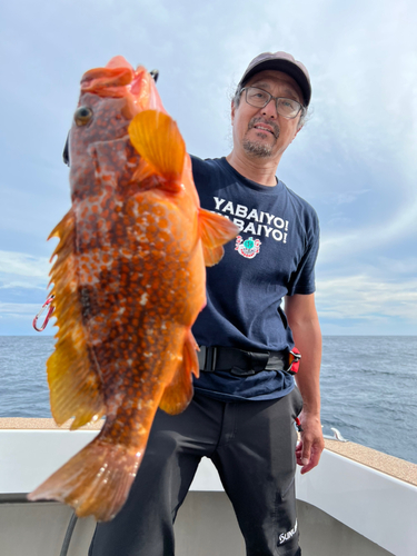 アコウの釣果