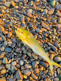 シイラの釣果