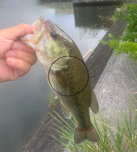 ブラックバスの釣果