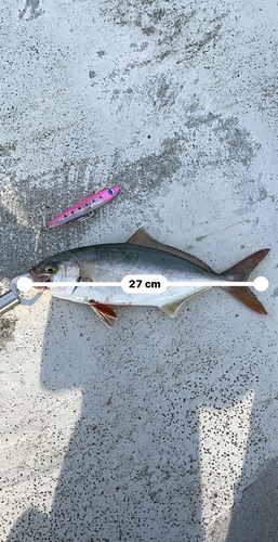 ショゴの釣果