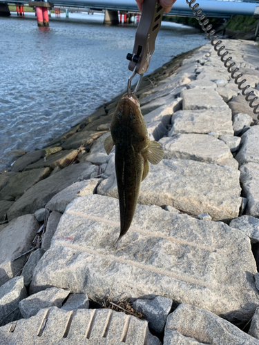 コチの釣果