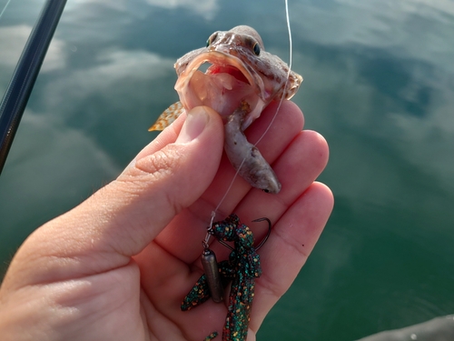 オオモンハタの釣果