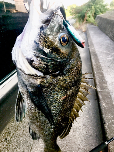 チヌの釣果