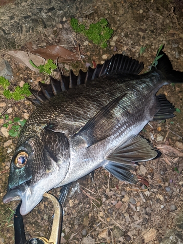 チヌの釣果