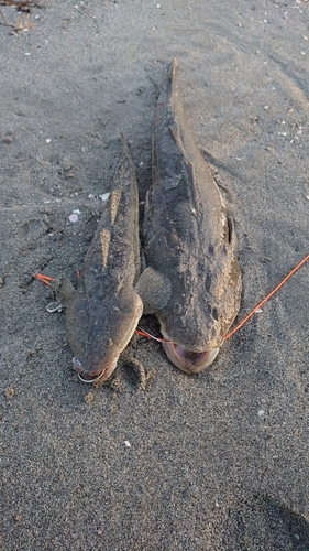 マゴチの釣果