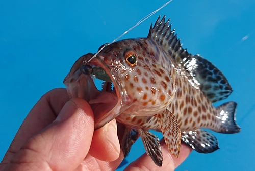 オオモンハタの釣果