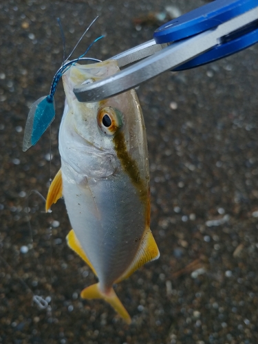 ショゴの釣果