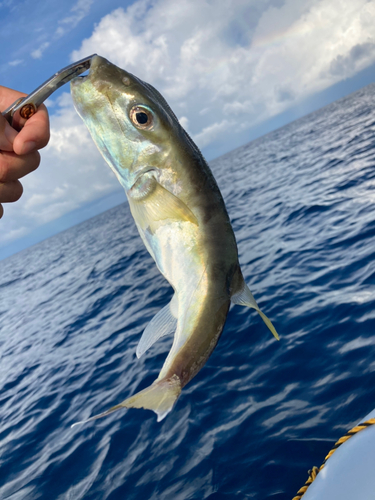 シロサバフグの釣果