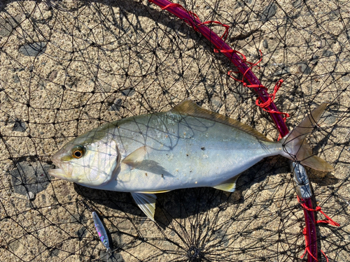 ショゴの釣果