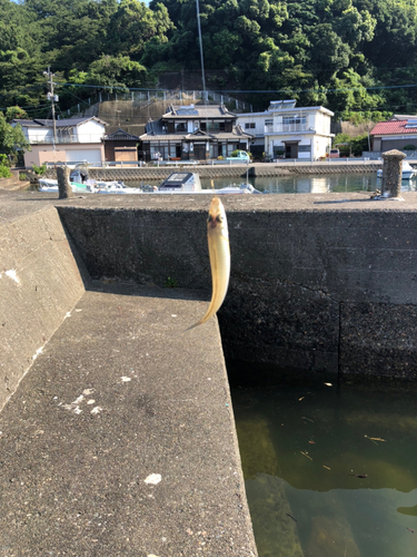 キスの釣果