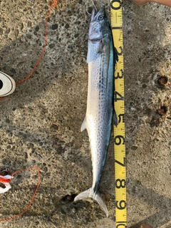 サワラの釣果