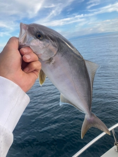 シオの釣果