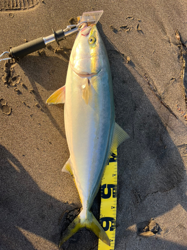 ワラサの釣果