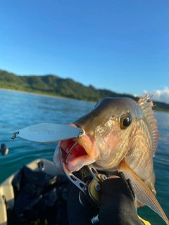 クチナジの釣果