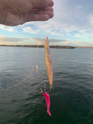 カマスの釣果