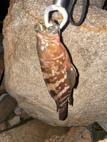 アコウの釣果