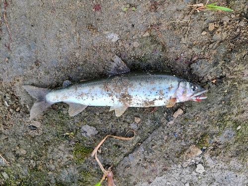 アユの釣果